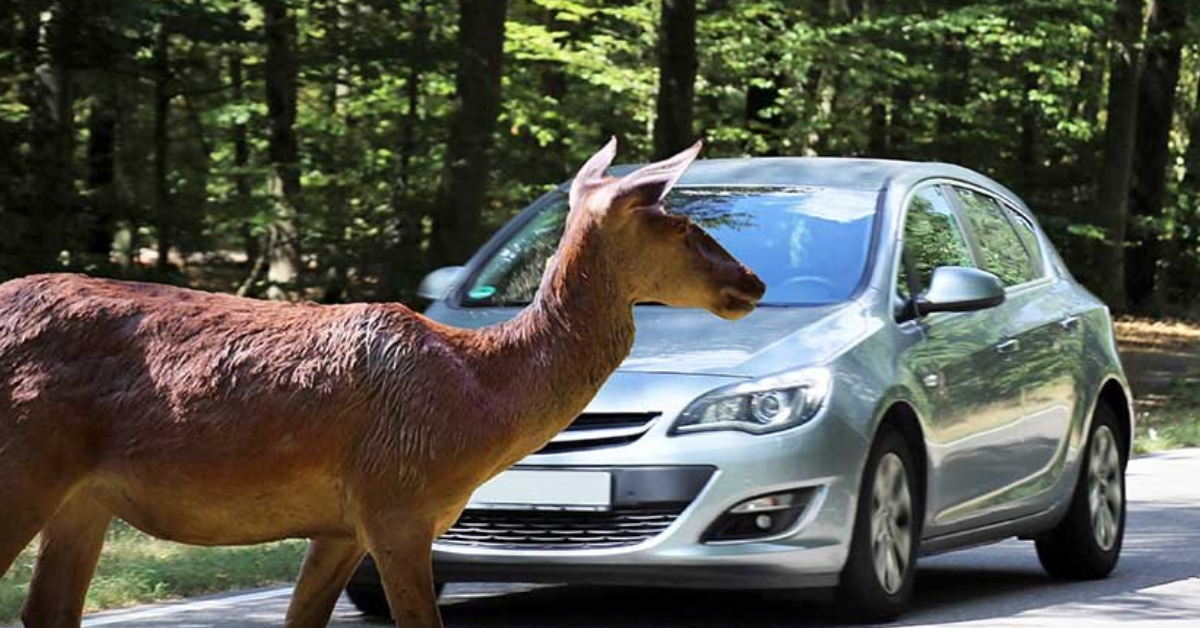 Does Car Insurance Cover Animal Damage? – Smart Insurance Tips